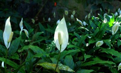 Spathiphyllum