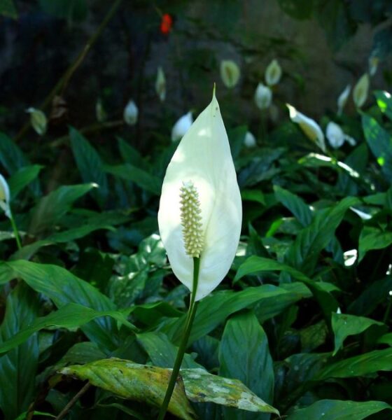 Spathiphyllum