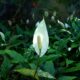 Spathiphyllum