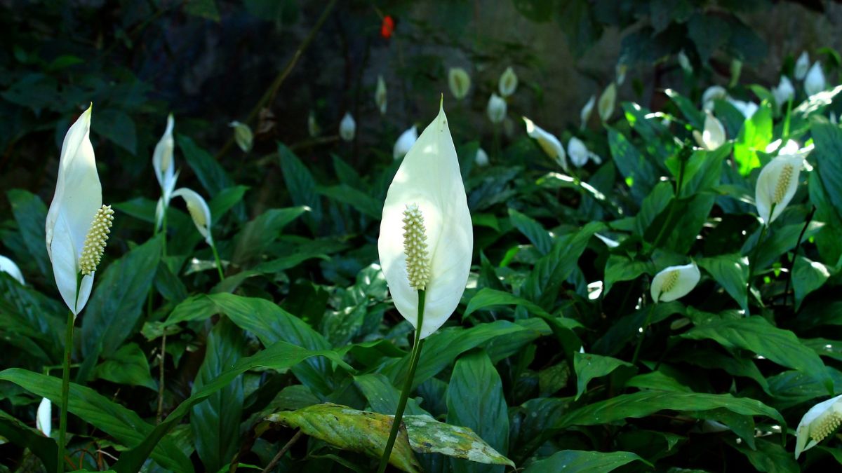 Spathiphyllum